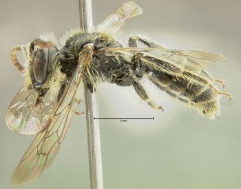 Media type: image;   Entomology 609445 Aspect: habitus lateral view